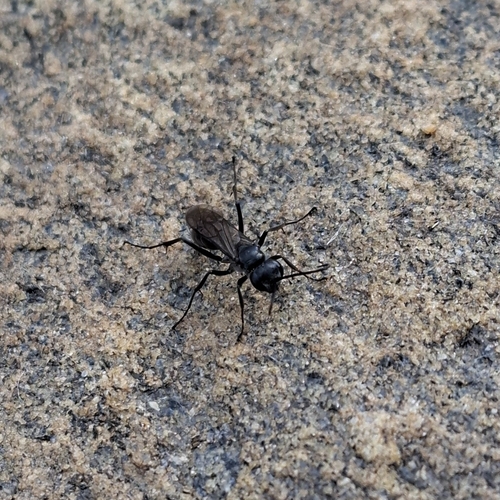Potter Spider Wasp
