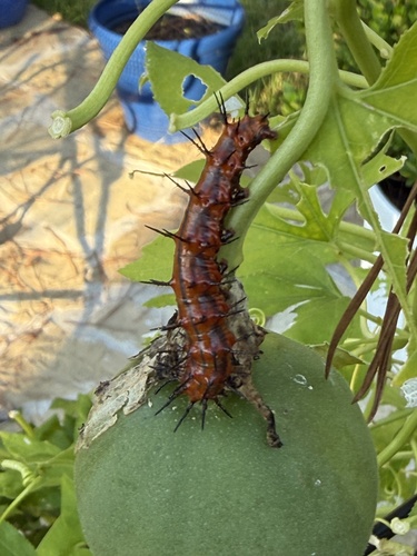Gulf Fritillary