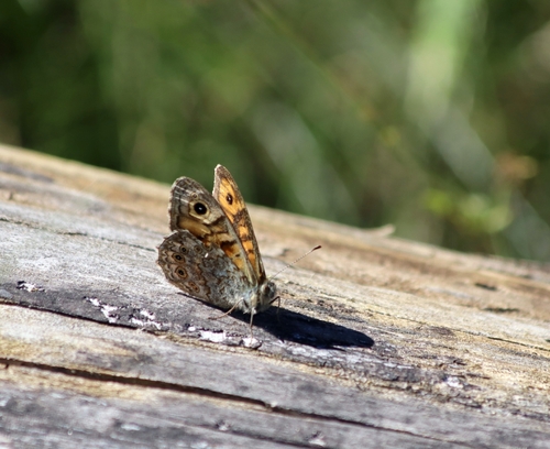 Wall Brown
