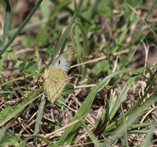 Pale Clouded Yellow