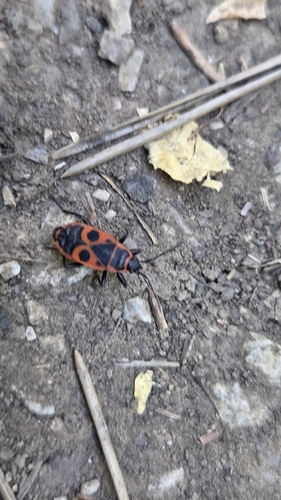 European Firebug