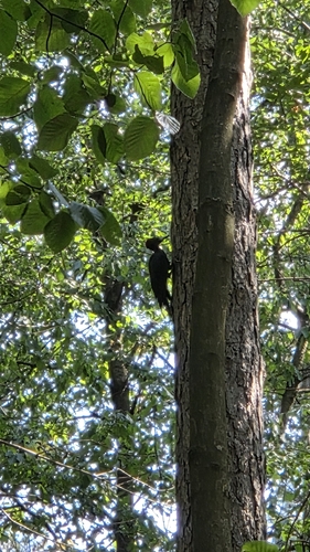 Black Woodpecker