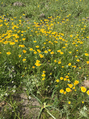 iNaturalist observation photo of goldfields