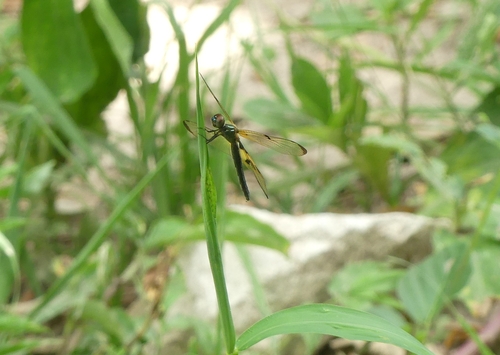 Common Picture Wing
