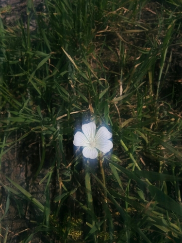 iNaturalist observation photo of meadowfoam family