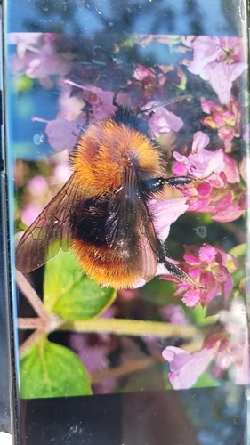 Common Carder Bumble Bee