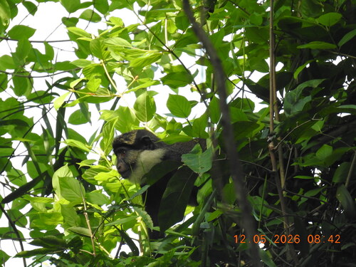 Red-bellied Monkey