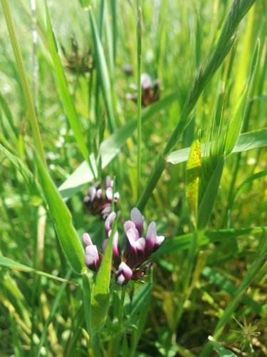 iNaturalist observation photo of white-tipped clover