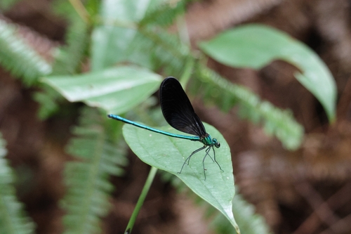 Matrona basilaris