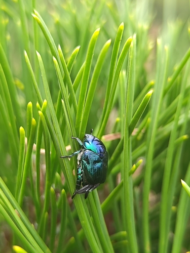 Popillia mutans