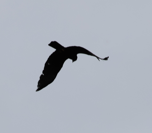 Black Eagle