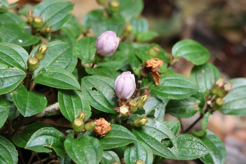 Twelve-stamened Melastoma