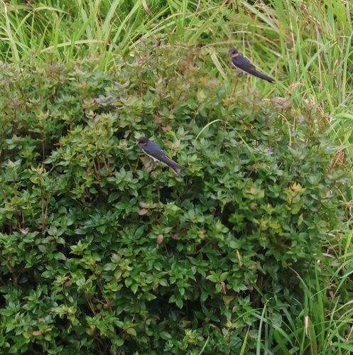 Barn Swallow