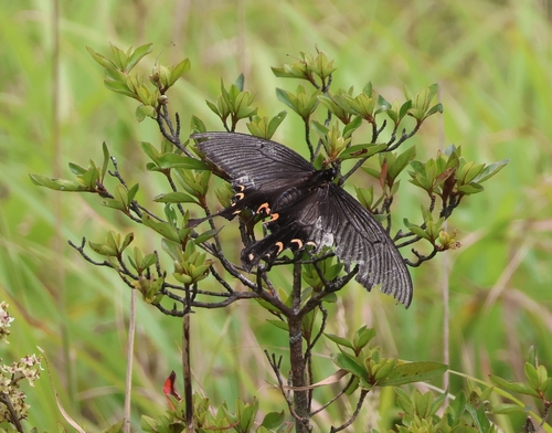 Elwes' Swallowtail