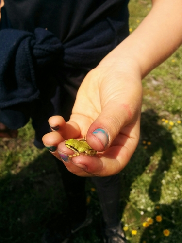 iNaturalist observation photo of Pacific chorus frog
