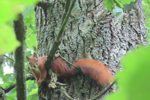 Eurasian Red Squirrel