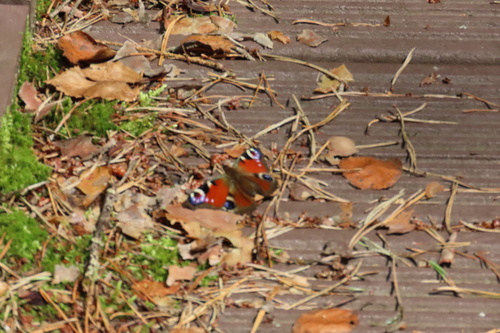 European Peacock Butterfly