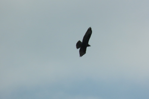 Western Common Buzzard