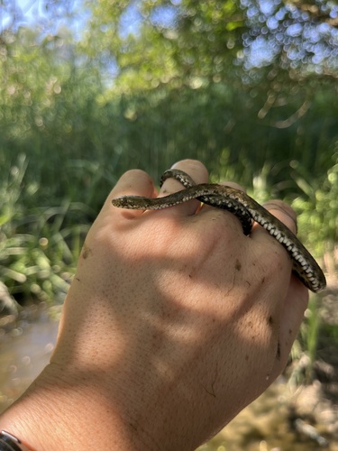 Tessellated Water Snake