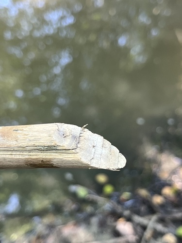 Eurasian Beaver