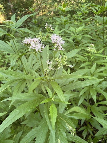 hemp agrimony