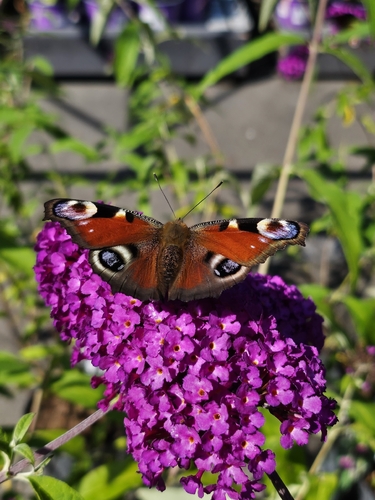 European Peacock Butterfly