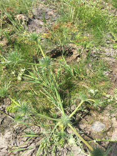 iNaturalist observation photo of Eryngos