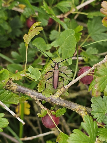 Musk beetle