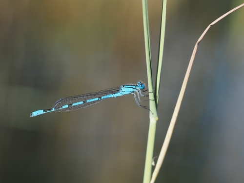 Common Blue Damselfly