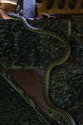 Paradise Flying Snake