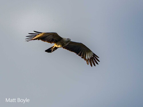 Yellow-headed Caracara