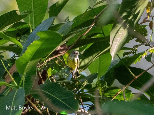 Spotted Tody-Flycatcher