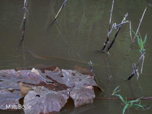 Silver Arowana