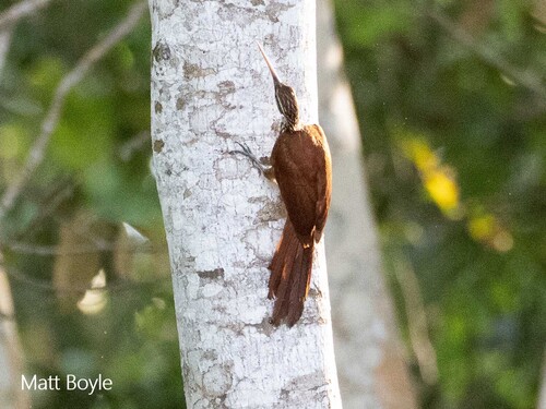 Long-billed Woodcreeper