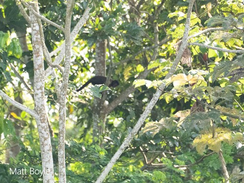Brown Capuchin