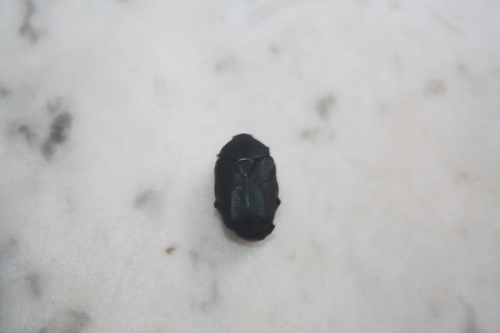 Protaetia opaca