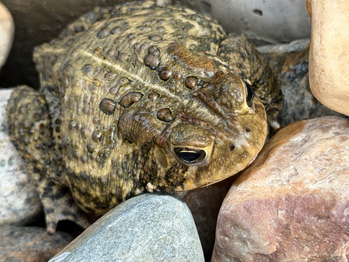 American Toad