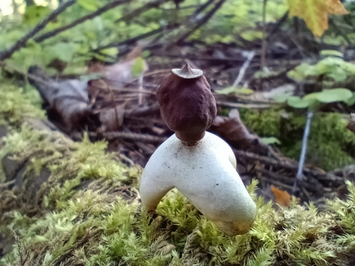 Four-rayed Earthstar