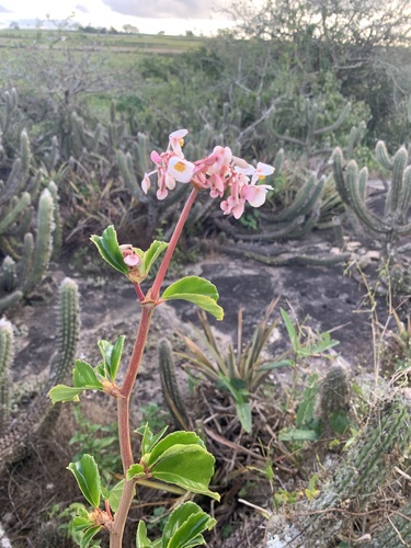 Begonia saxicola