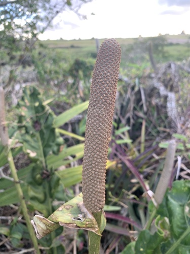 Anthurium affine