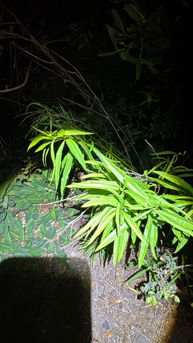 iNaturalist observation photo of narrowleaf milkweed