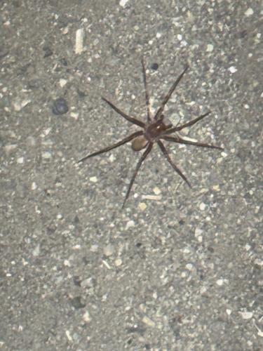 iNaturalist observation photo of Rocky Canyon Spiders