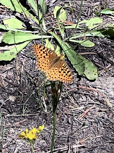 iNaturalist observation photo of Great Basin Fritillary