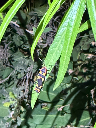 iNaturalist observation photo of Large Milkweed Bug
