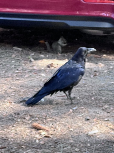 iNaturalist observation photo of Common Raven