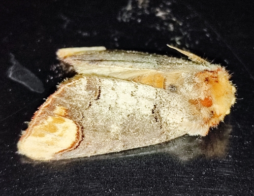 Buff-tip
