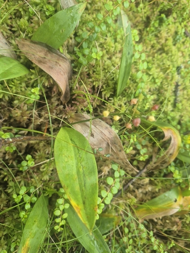 three-leaved false Solomon’s seal