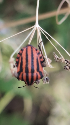 European Striped Shield Bug