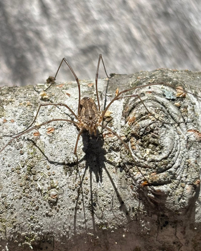 European Harvestman