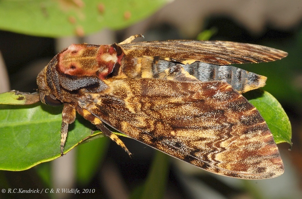 Vine Hawk-Moth (Moths of Singapore) · iNaturalist